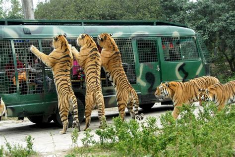  Shenzhen Safari Park:  Eine wilde Tierreise mitten im Herzen Chinas!